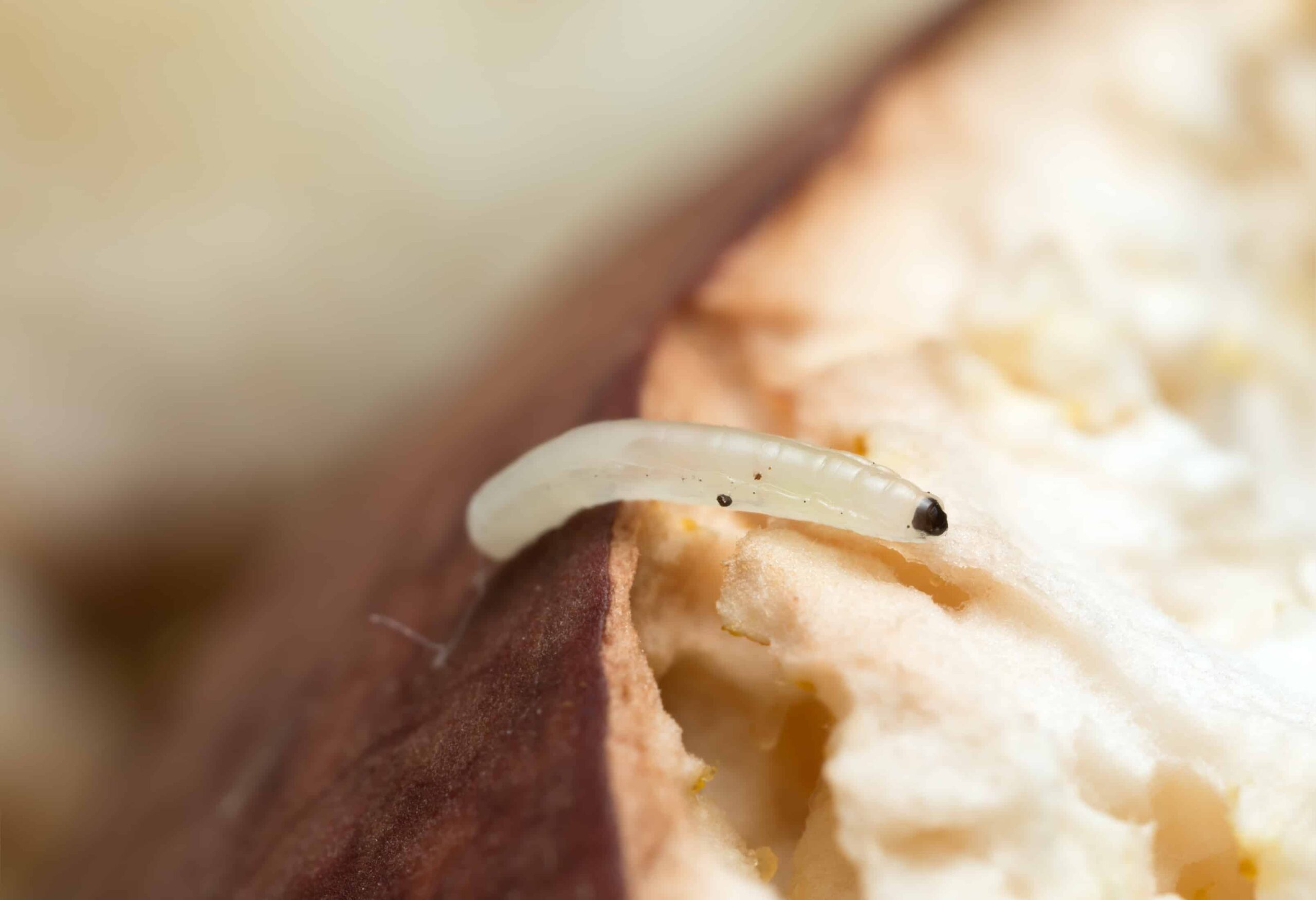 Close-up of a pantry moth larva crawling on a partially eaten apple,