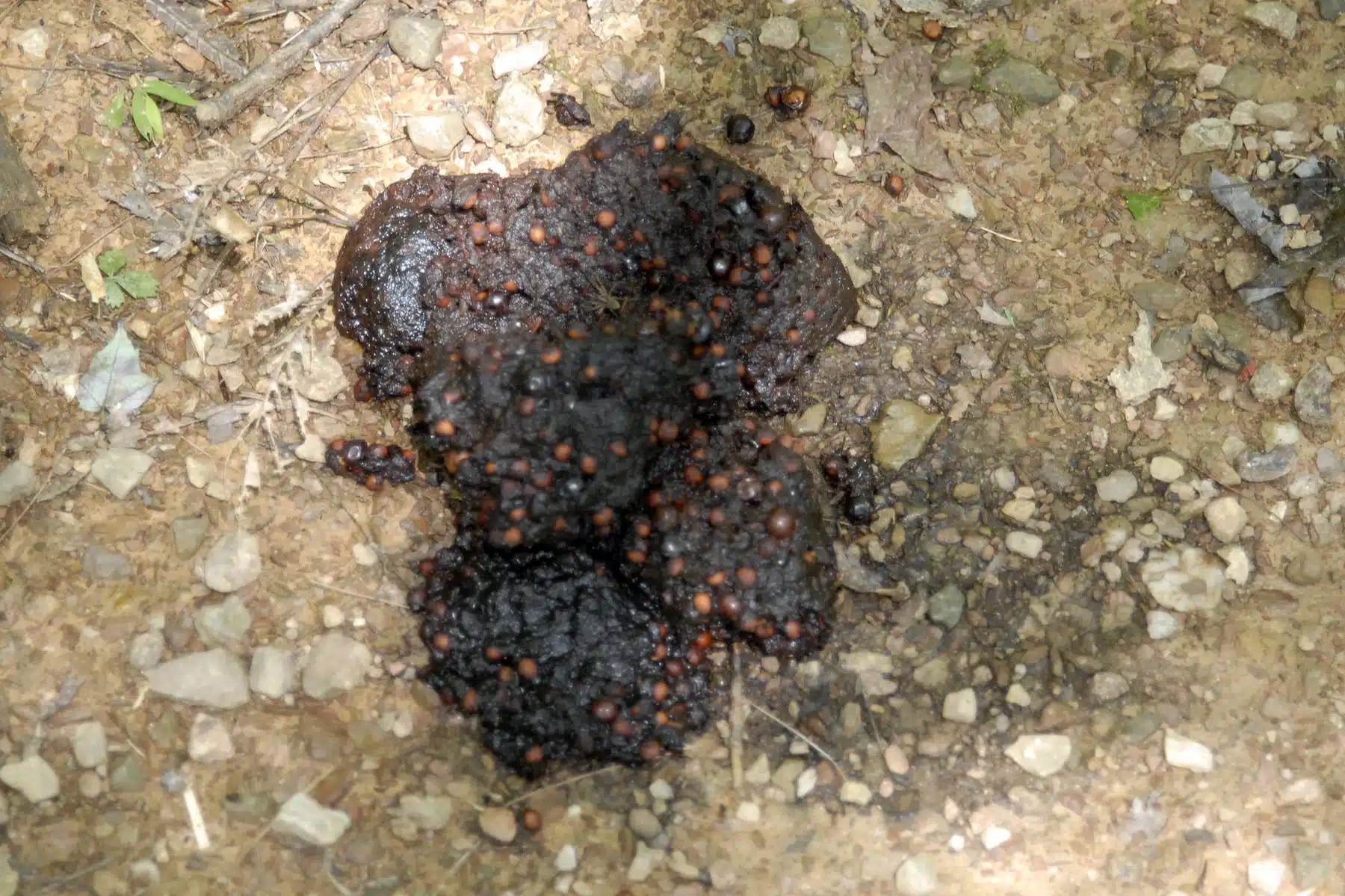 bear poop