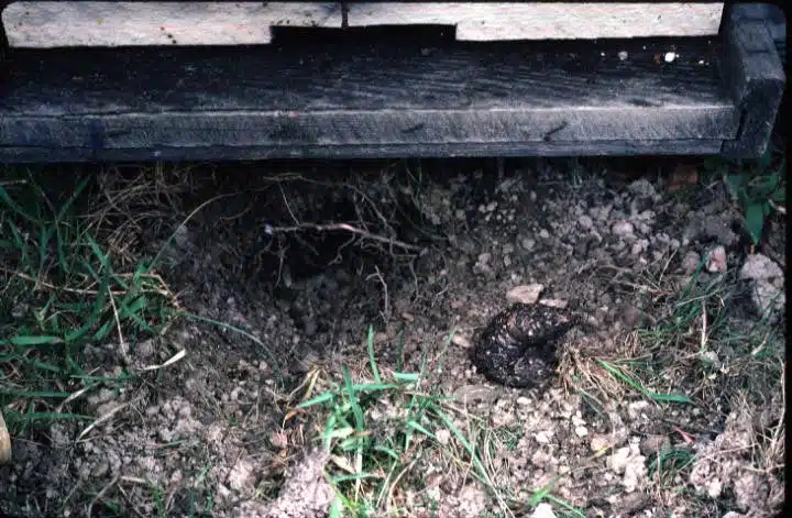Skunk scat on ground beside beehive.