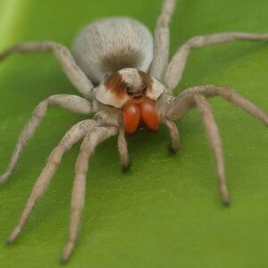 Close-up of a white spider with reddish fangs resting on a green leaf.