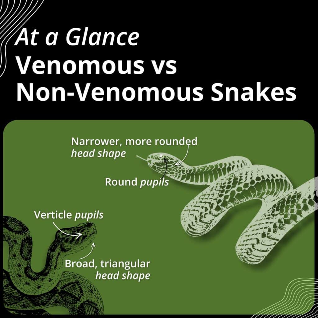 venomous vs non venomous snakes common traits
