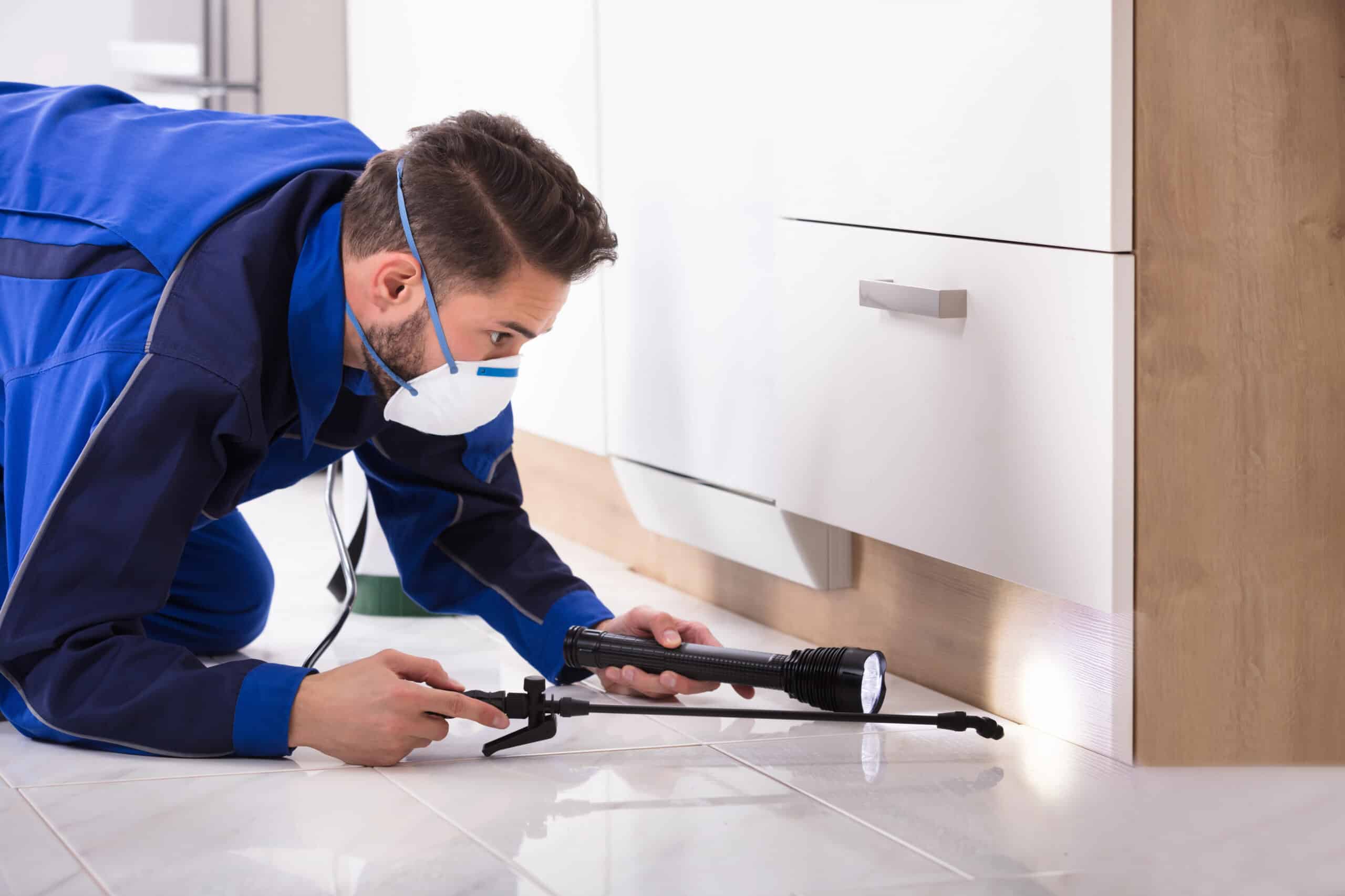 Pest control technician inspecting kitchen cabinet with flashlight and sprayer.
