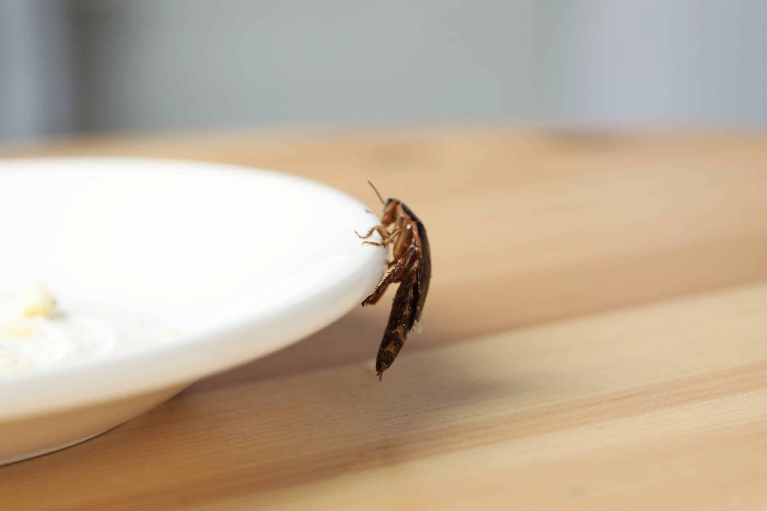 Cockroach on the edge of a dirty plate on a wooden table.