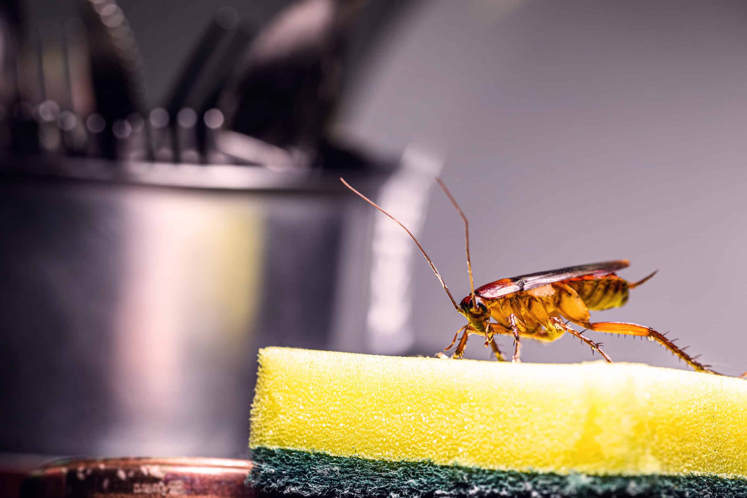 Cockroach on kitchen sponge in unsanitary kitchen setting.
