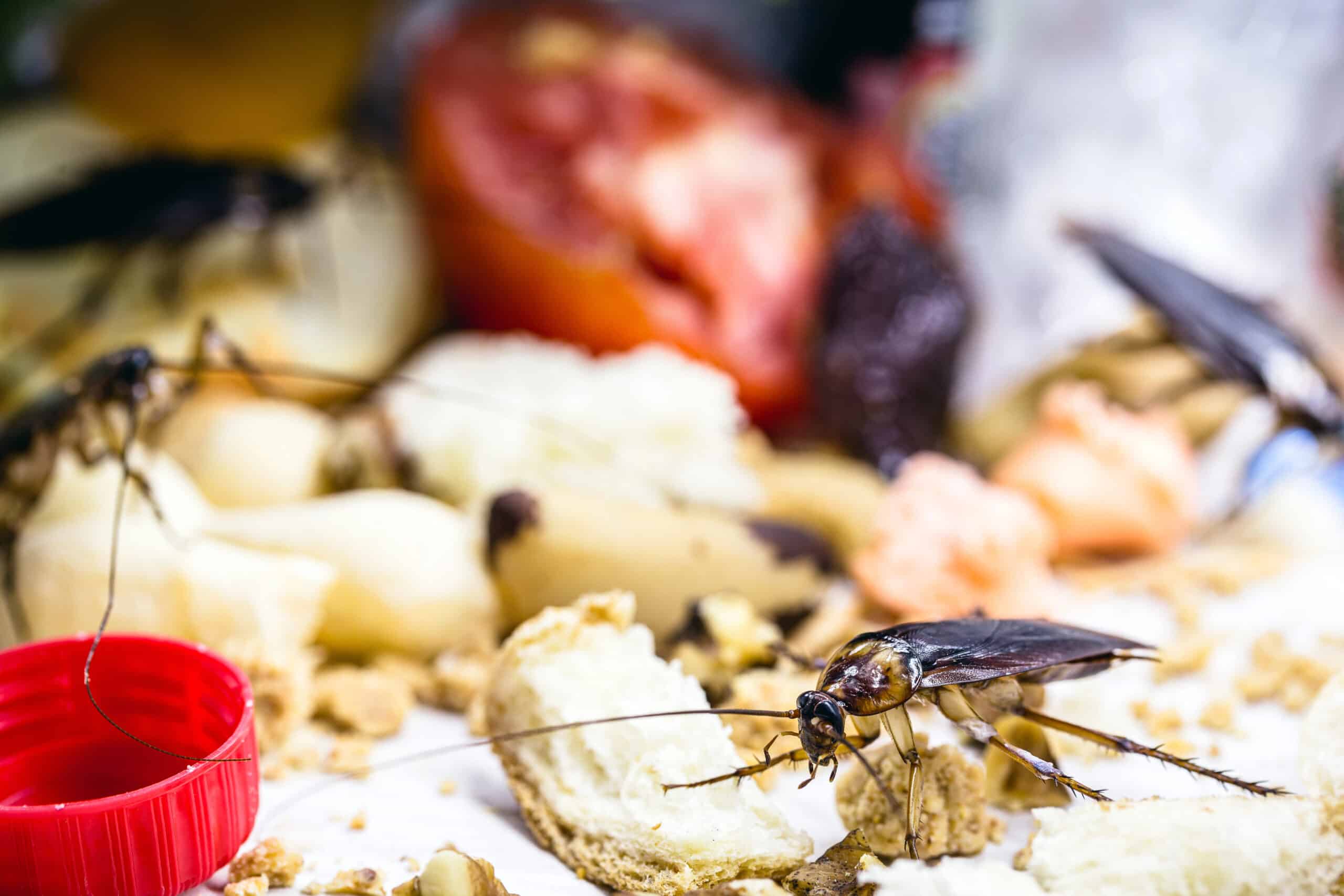 Cockroach crawling on food scraps in a dirty kitchen environment.