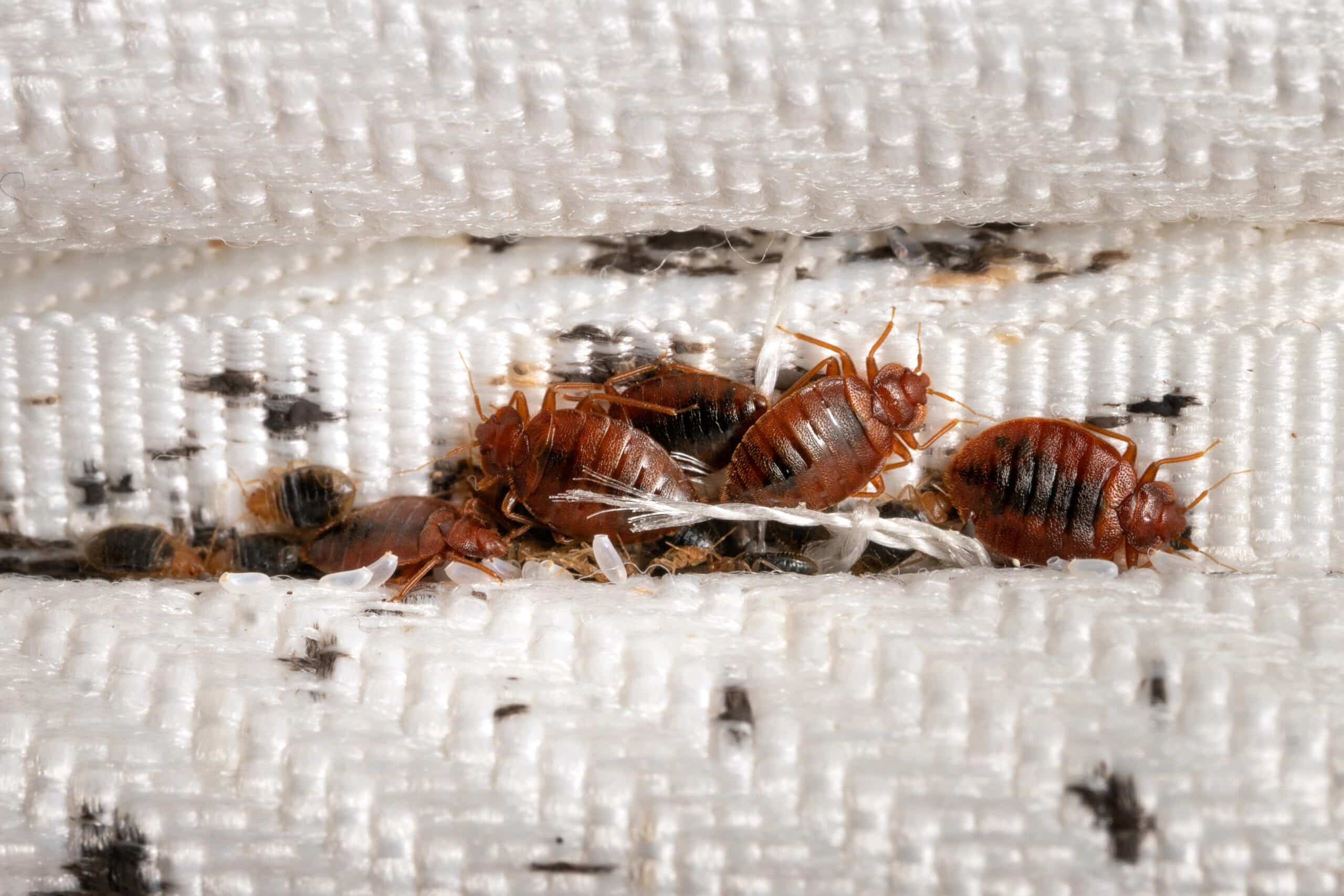 Close-up of adult and nymph bed bugs on a mattress seam with visible black fecal spots.