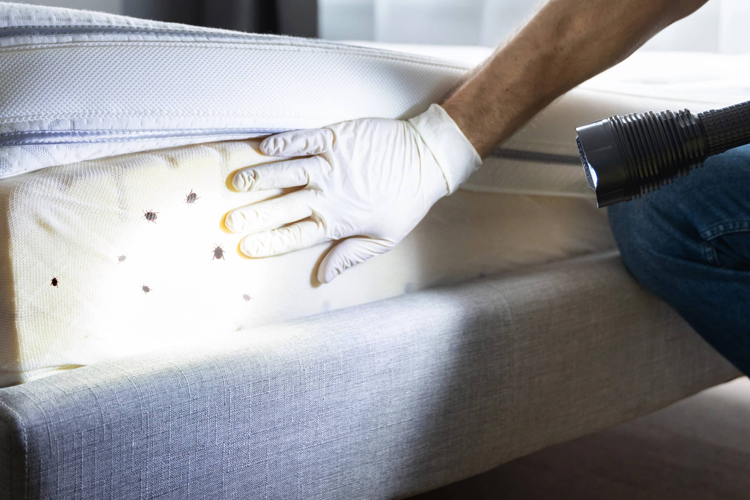 Gloved hand lifting a mattress while inspecting for bed bugs using a flashlight.
