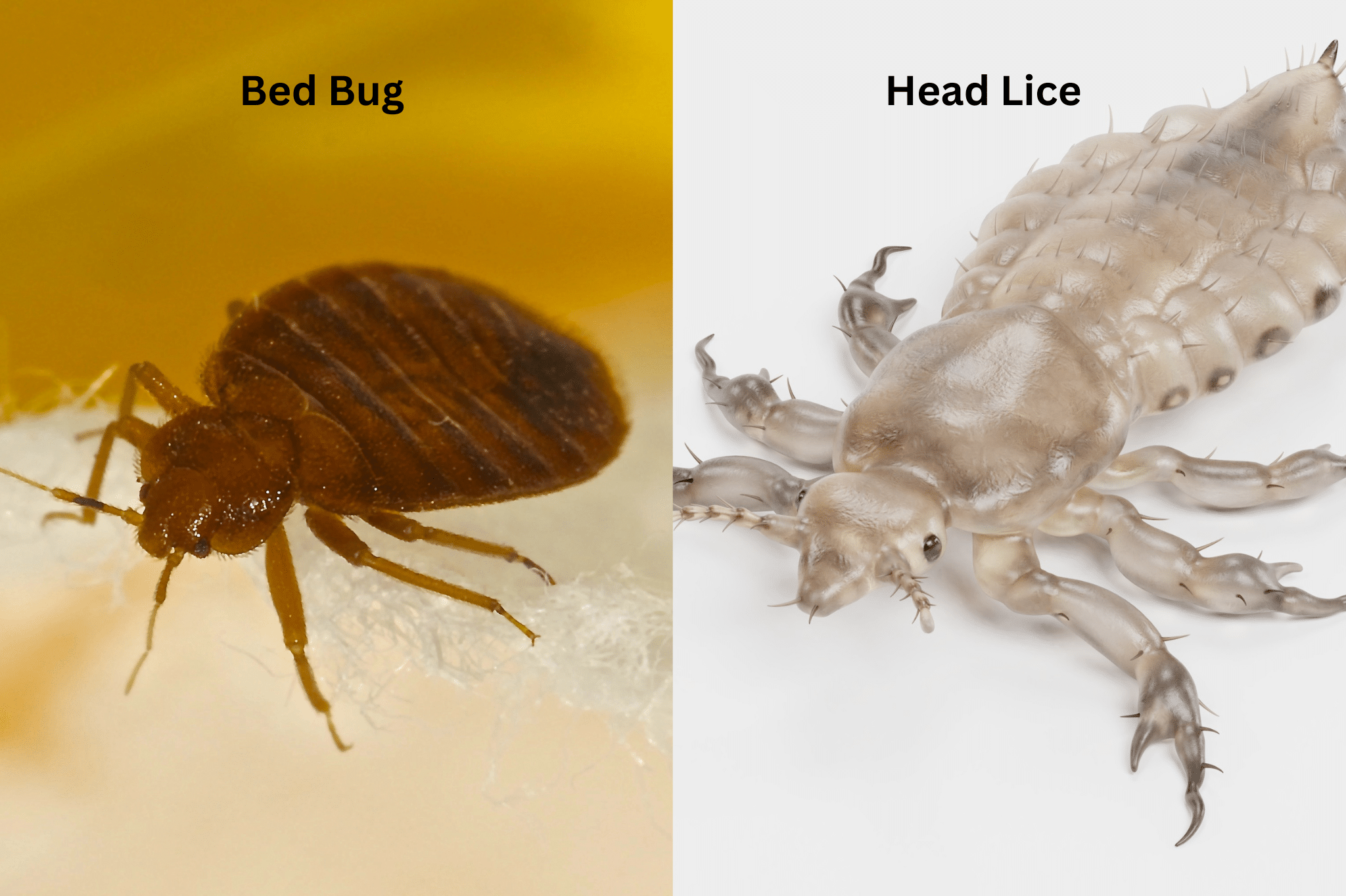 Side-by-side comparison of a bed bug and a head louse, showing differences in body shape, size, and color.