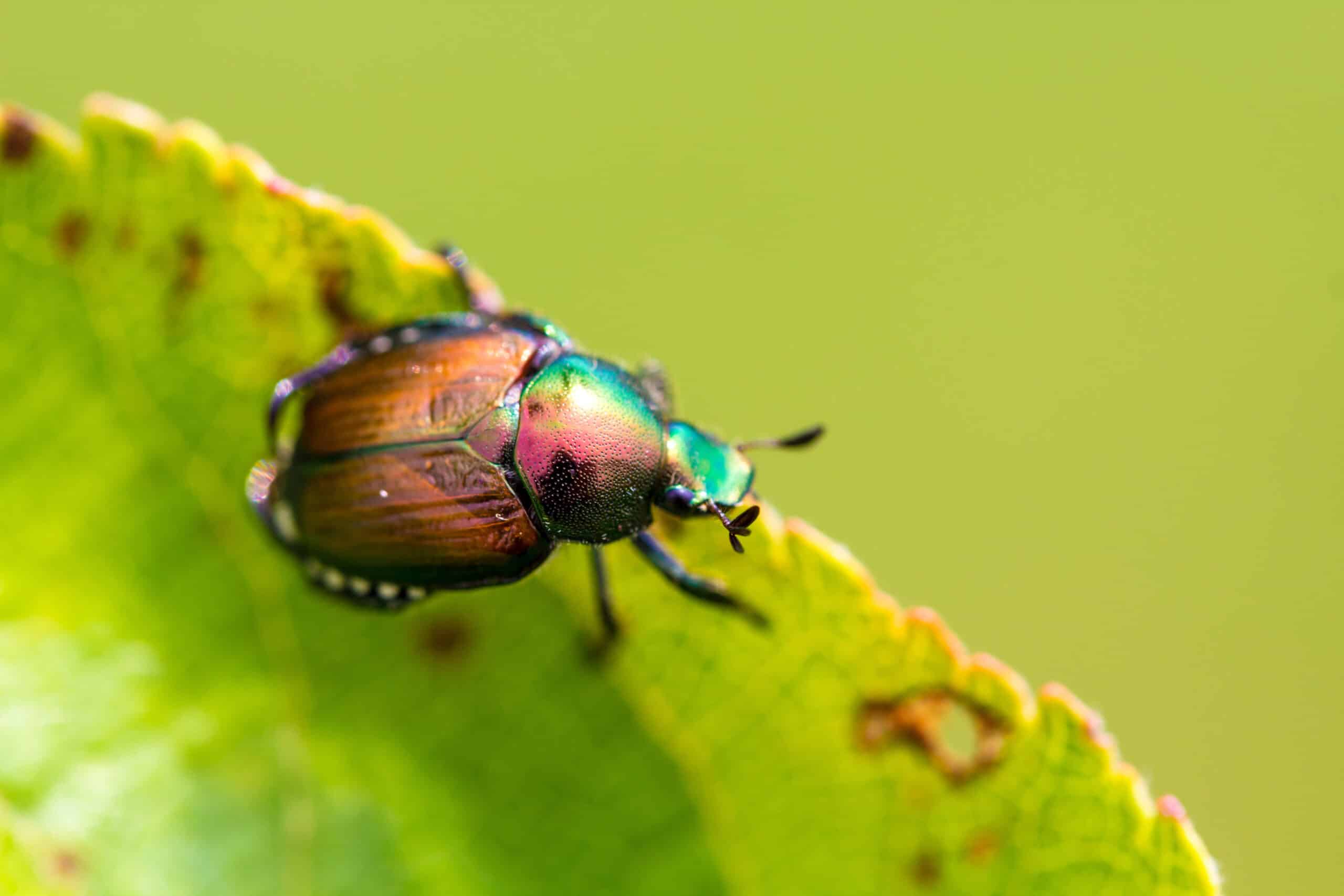 Japanese beetle with metallic green and copper wings on a leaf edge.