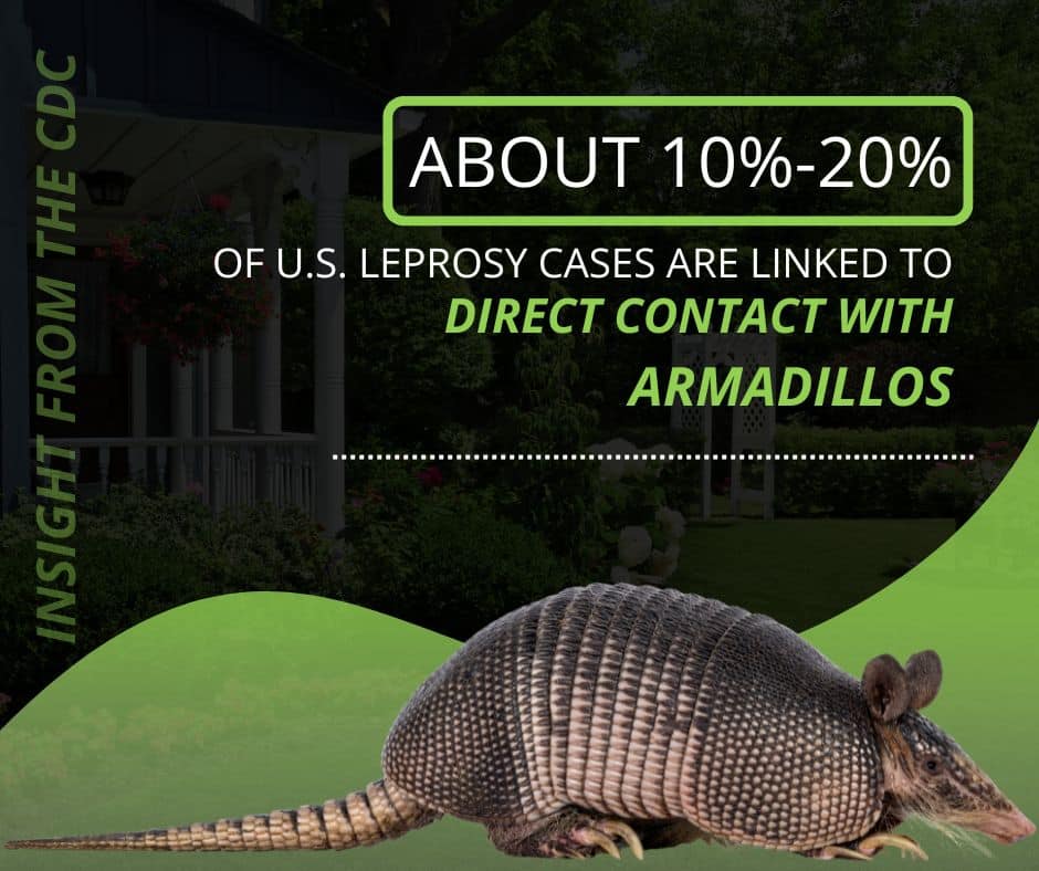 are armadillos dangerous