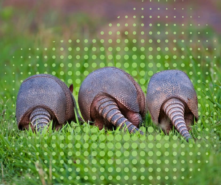armadillos around the house