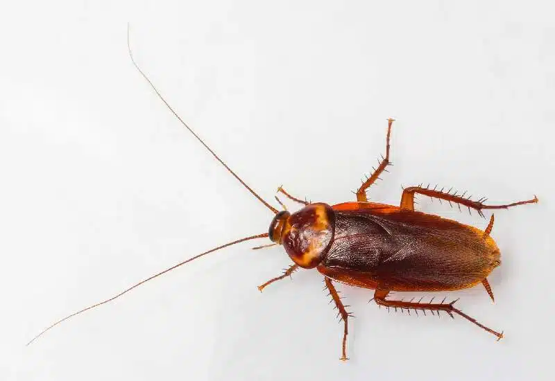 American cockroach in a white background