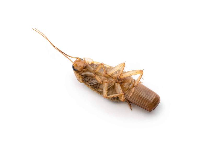 Dead German cockroach lying on its back against a white background