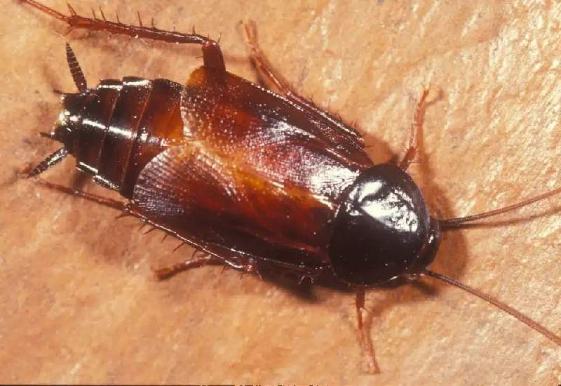 Close-up image of an adult cockroach on a textured indoor surface, highlighting common Florida household pest issues and the need for professional roach extermination services.