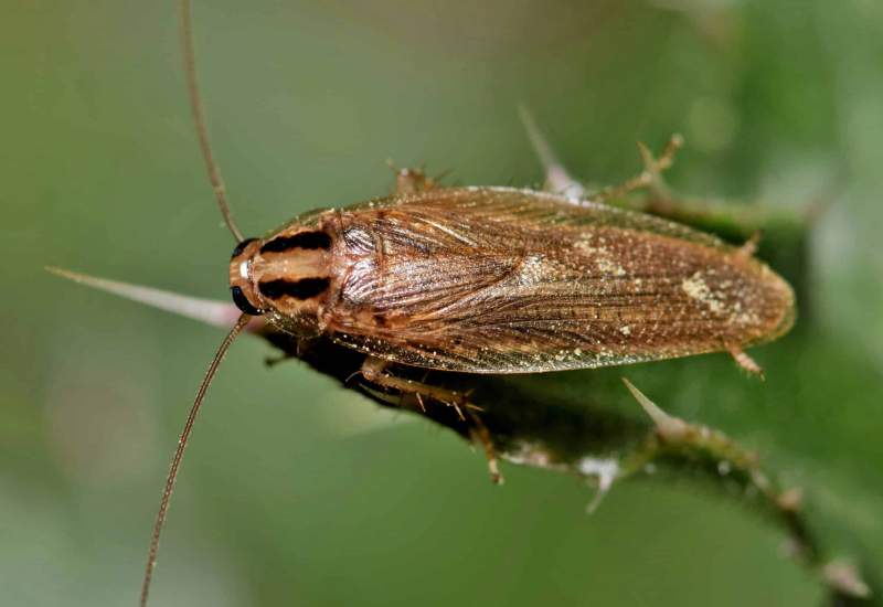 Close-up of a male German cockroach (Blattella germanica) on a green plant stem, showing its light brown body with two dark stripes behind the head and long antennae.