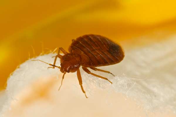 Closeup image of what a bed bug looks like
