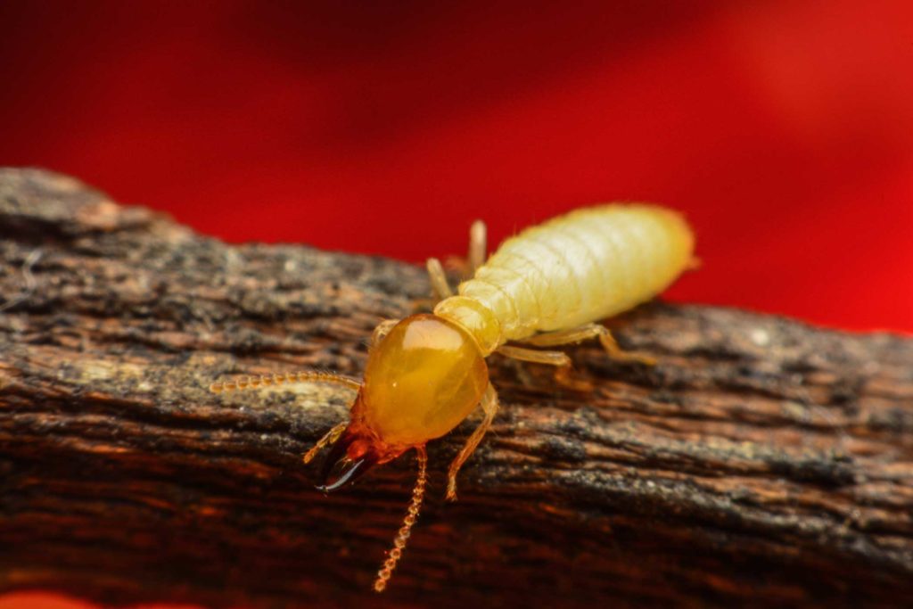 Termite on a piece of wood