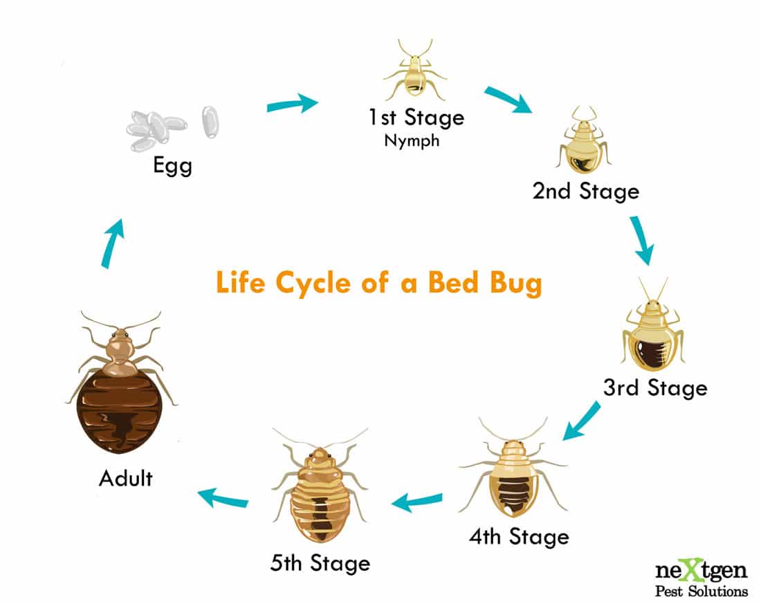 Image showing the complete lifecycle of a bed bug