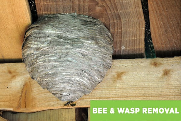 Bee and wasp nest being removed in