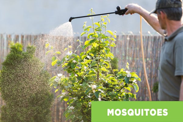 Mosquito Treatment Sprayed by an Exterminator