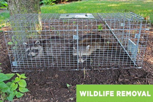 Racoons being trapped and removed by a wildlife removal specialist
