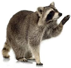Raccoon Standing with paw out