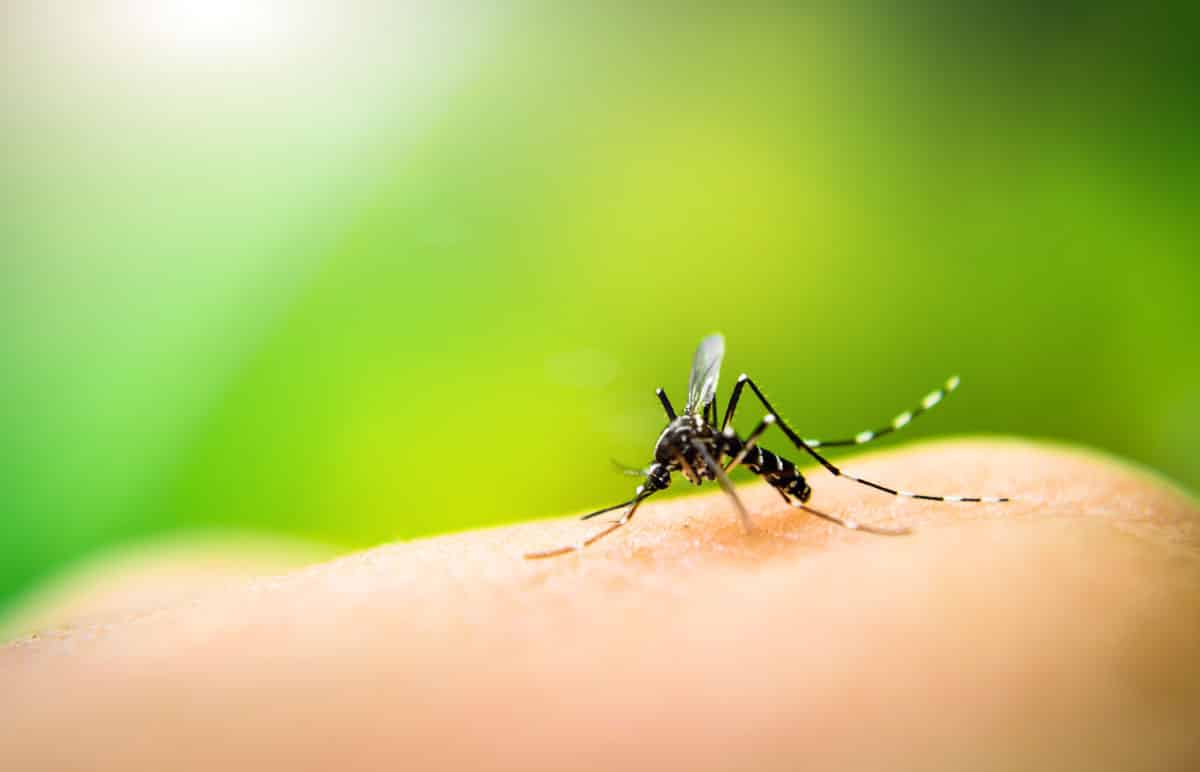Natural Mosquito Control Durham