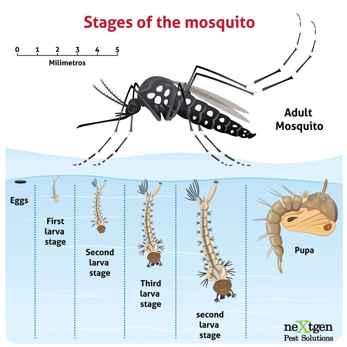 The seven stages of a mosquitoes development from egg to adult.