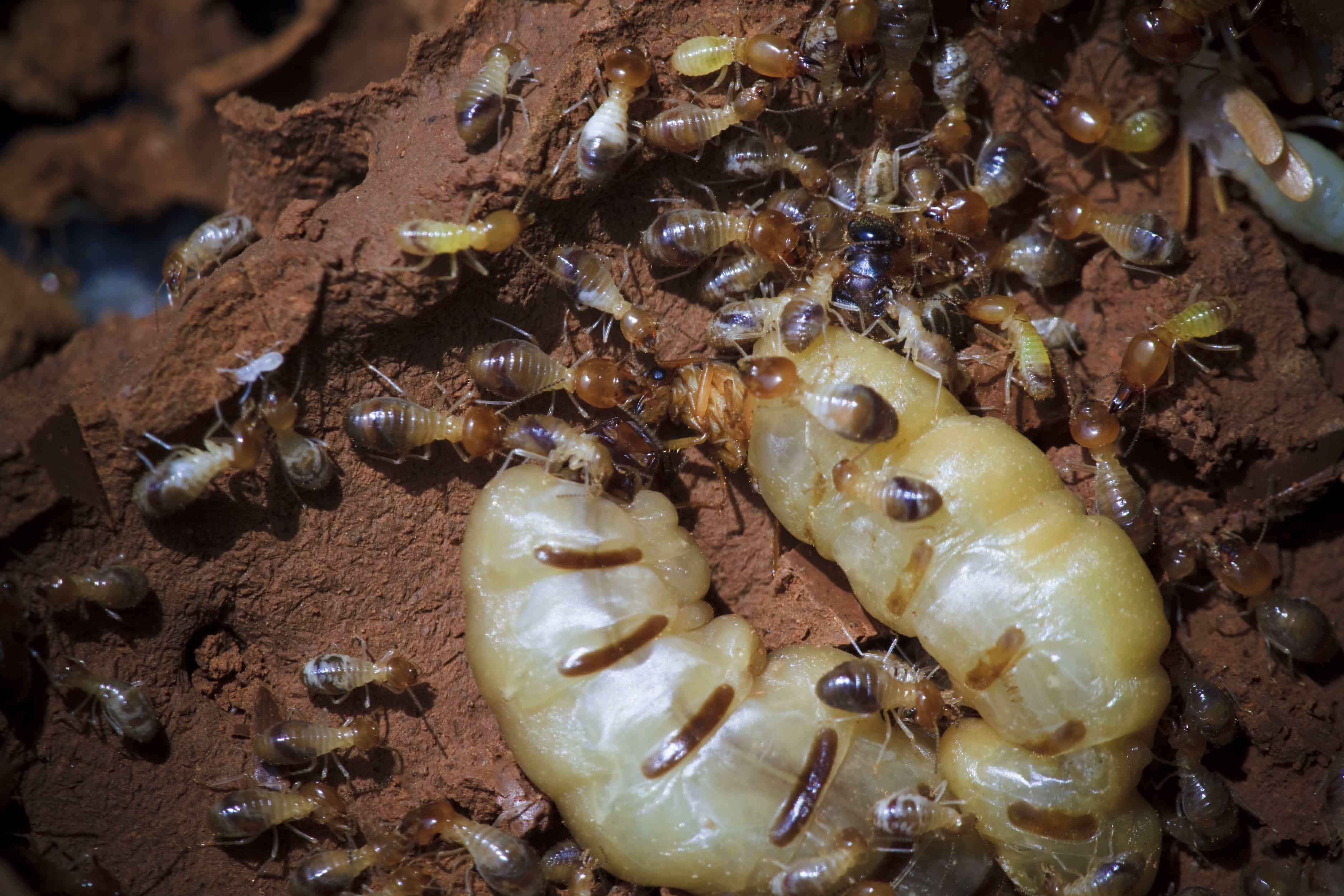 Subterranean Termite With Queen