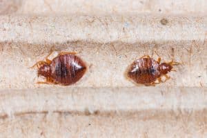 Preparing For a Bed Bug Treatment