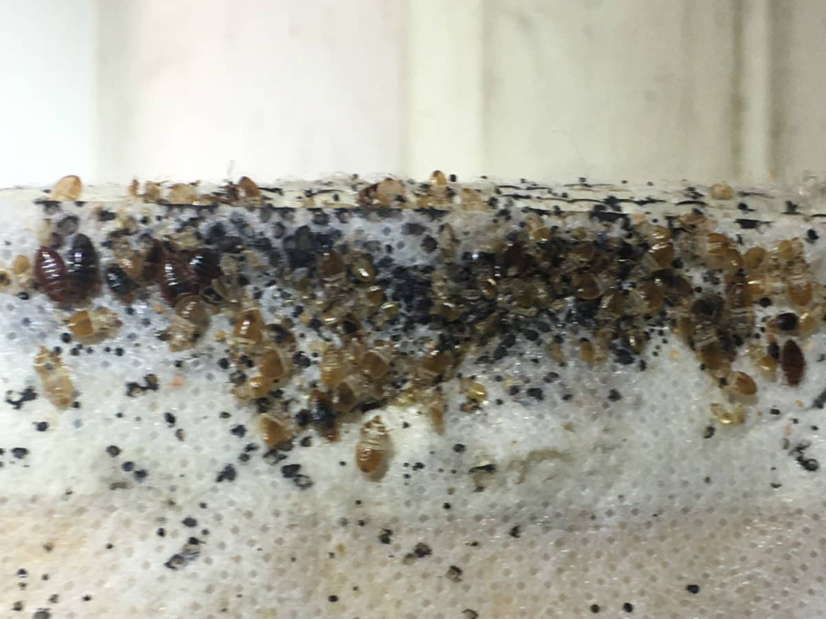 Live and dead bed bugs on the outside of a mattress