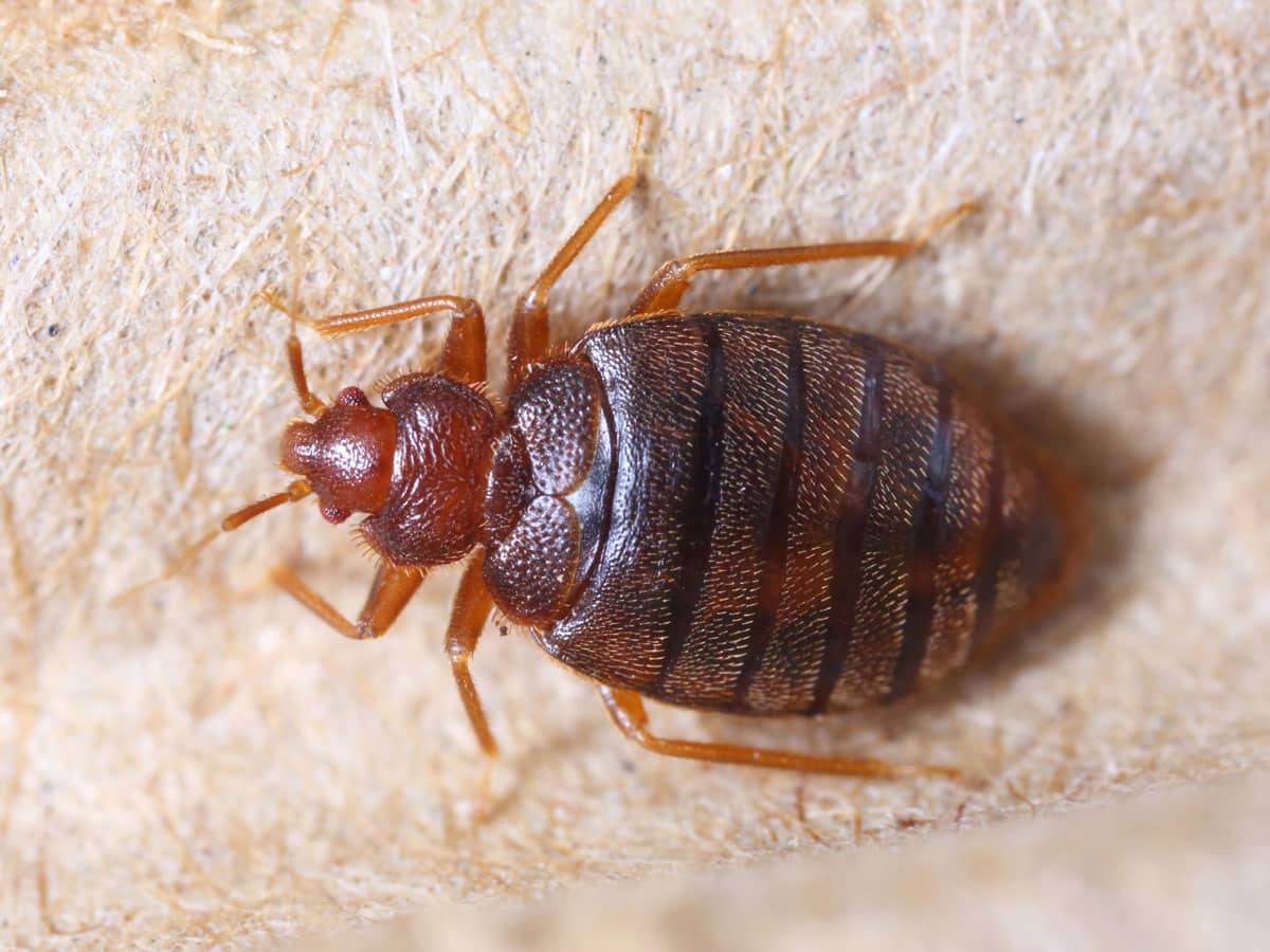 Prep List: Chemical Only Bed Bug Treatment