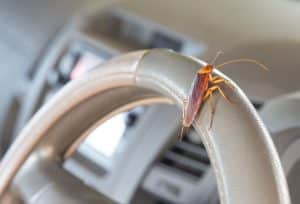 Cockroach standing on steering wheel of a car/vehicle