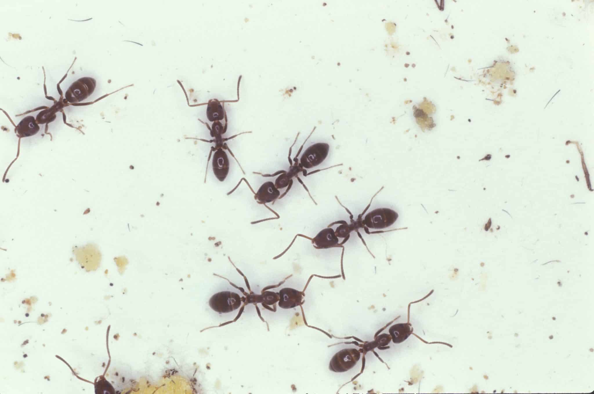 How To Get Rid of Ants- The Ultimate Guide for 2022