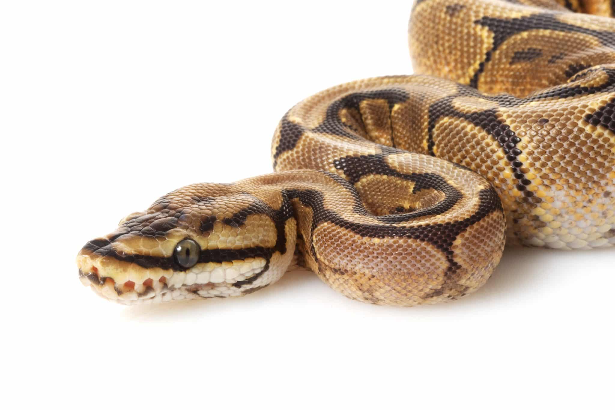 ball python on white background