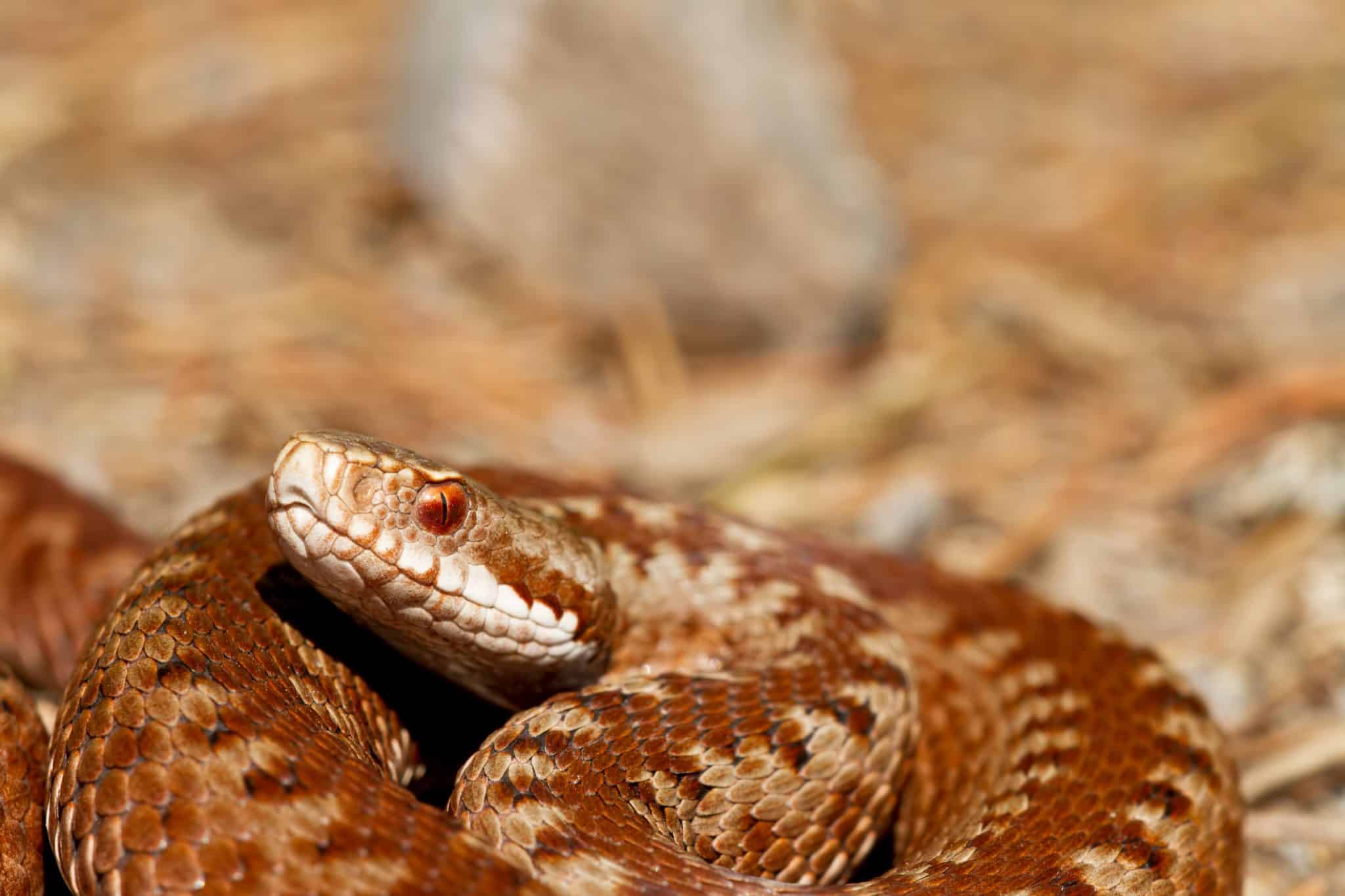 brown snake on ground