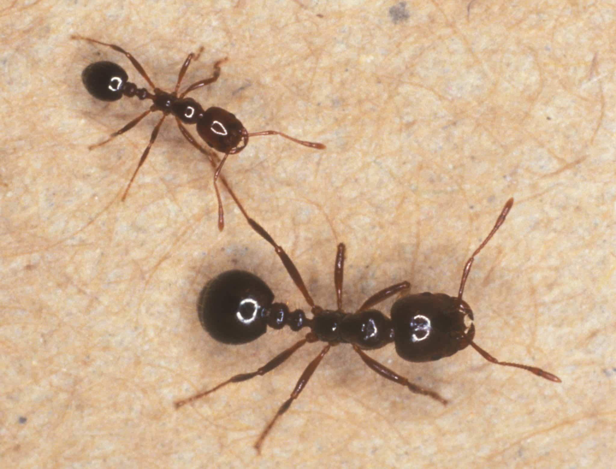 crazy ants invasion