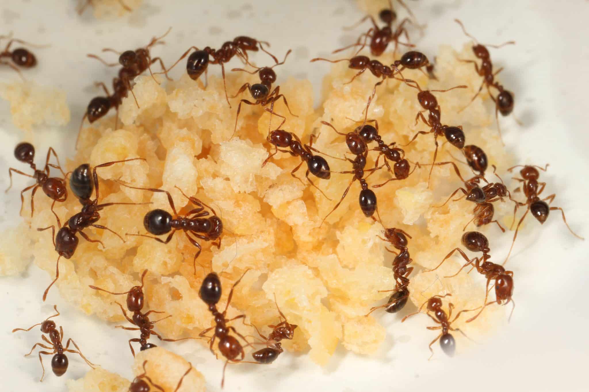 How to Get Rid of Ants Fast & Permanently: The Ultimate Guide (2023)