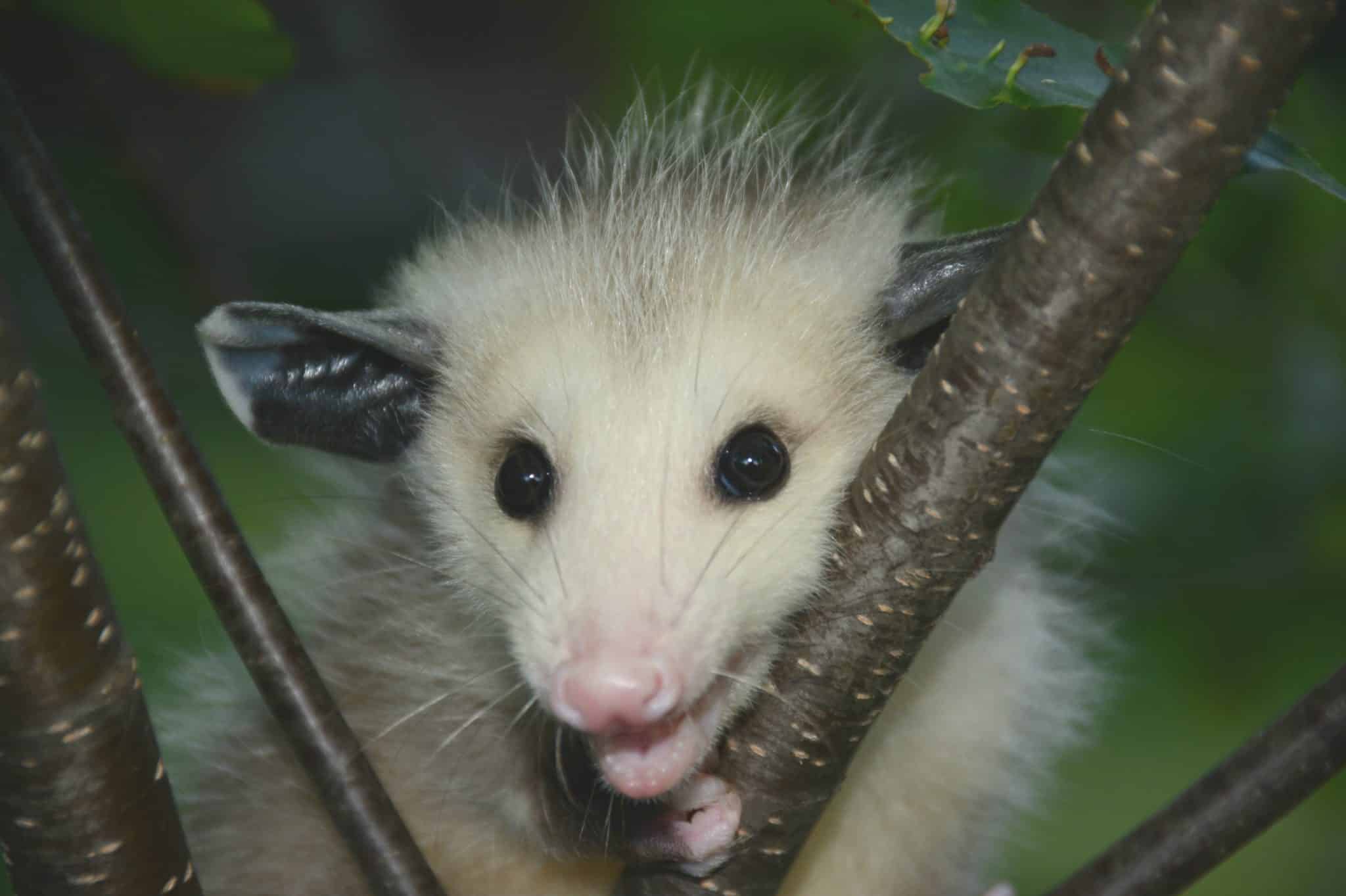 Opossum in a bush