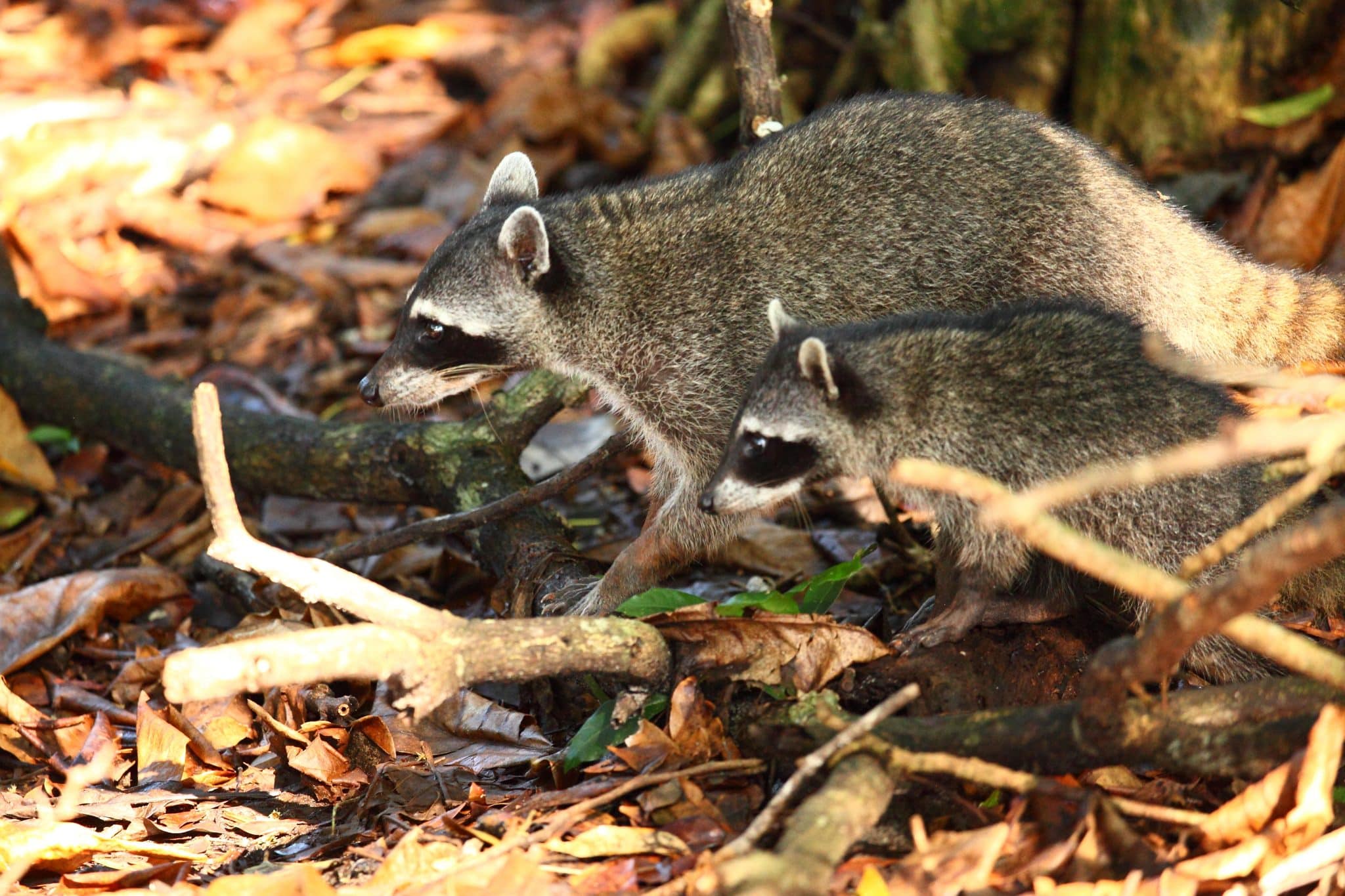 two raccoons foraging for food on forest floor