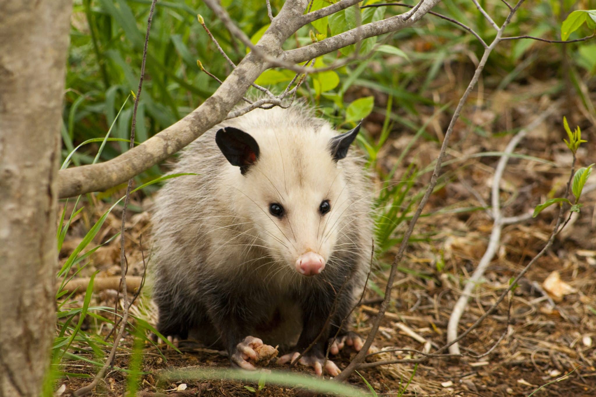 opossum on forest floor