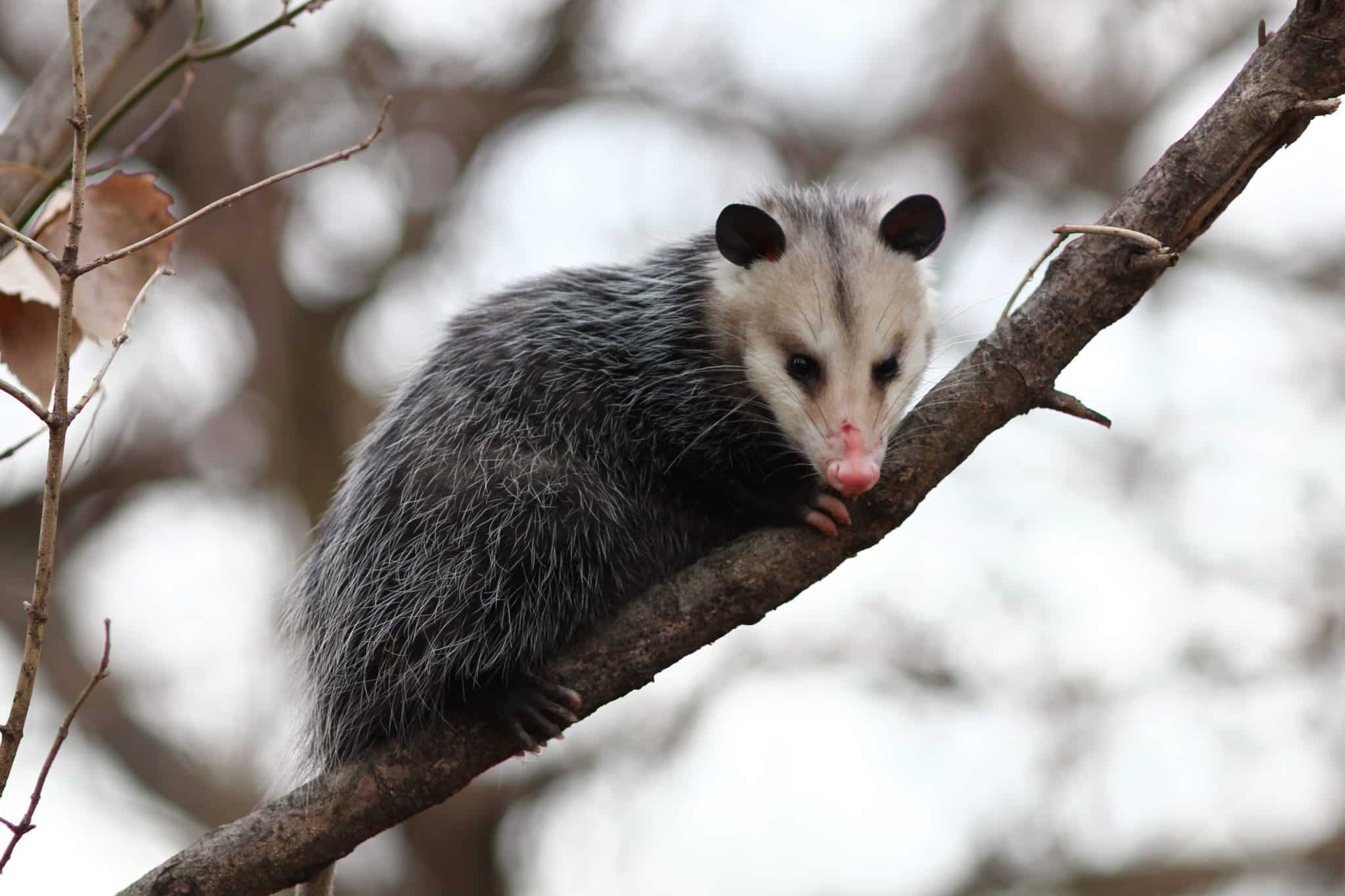 opossum In A Tree