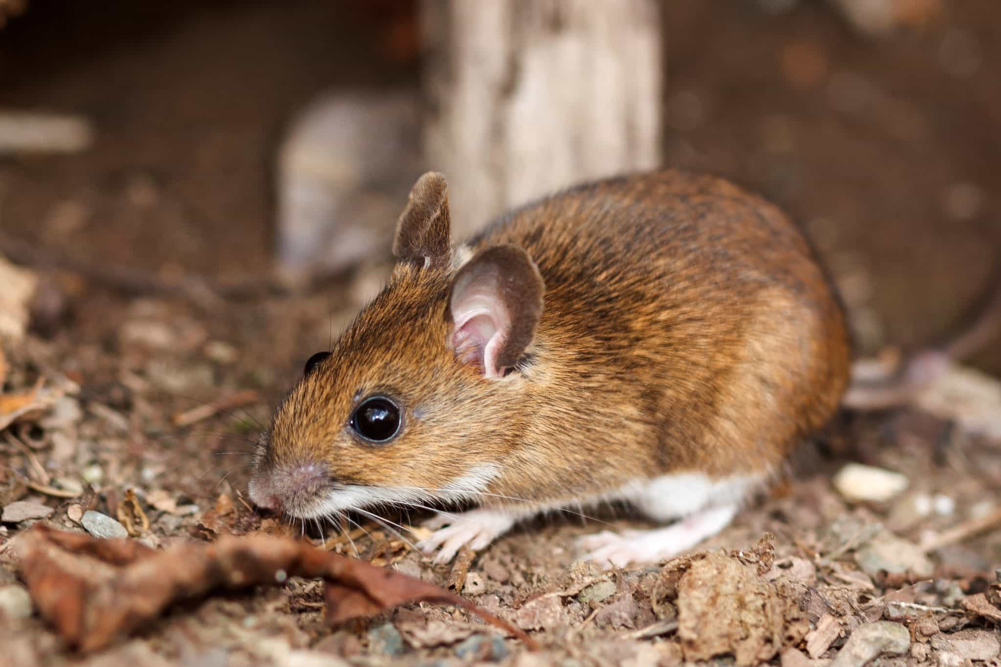 white footed mouse on dirt