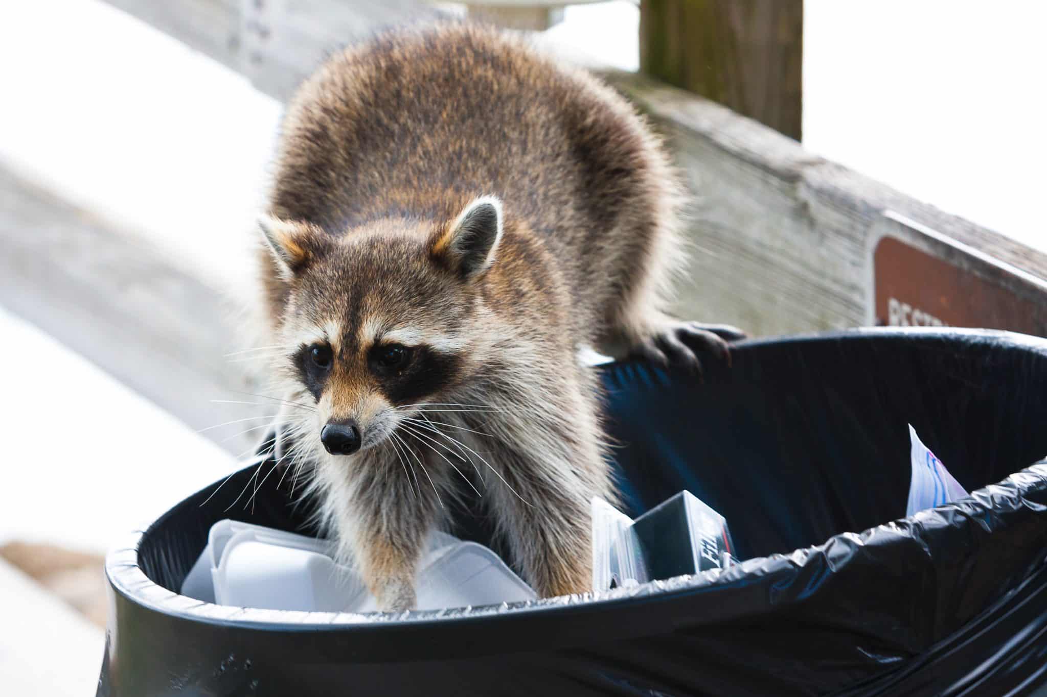 Racoon looking for food in trash can