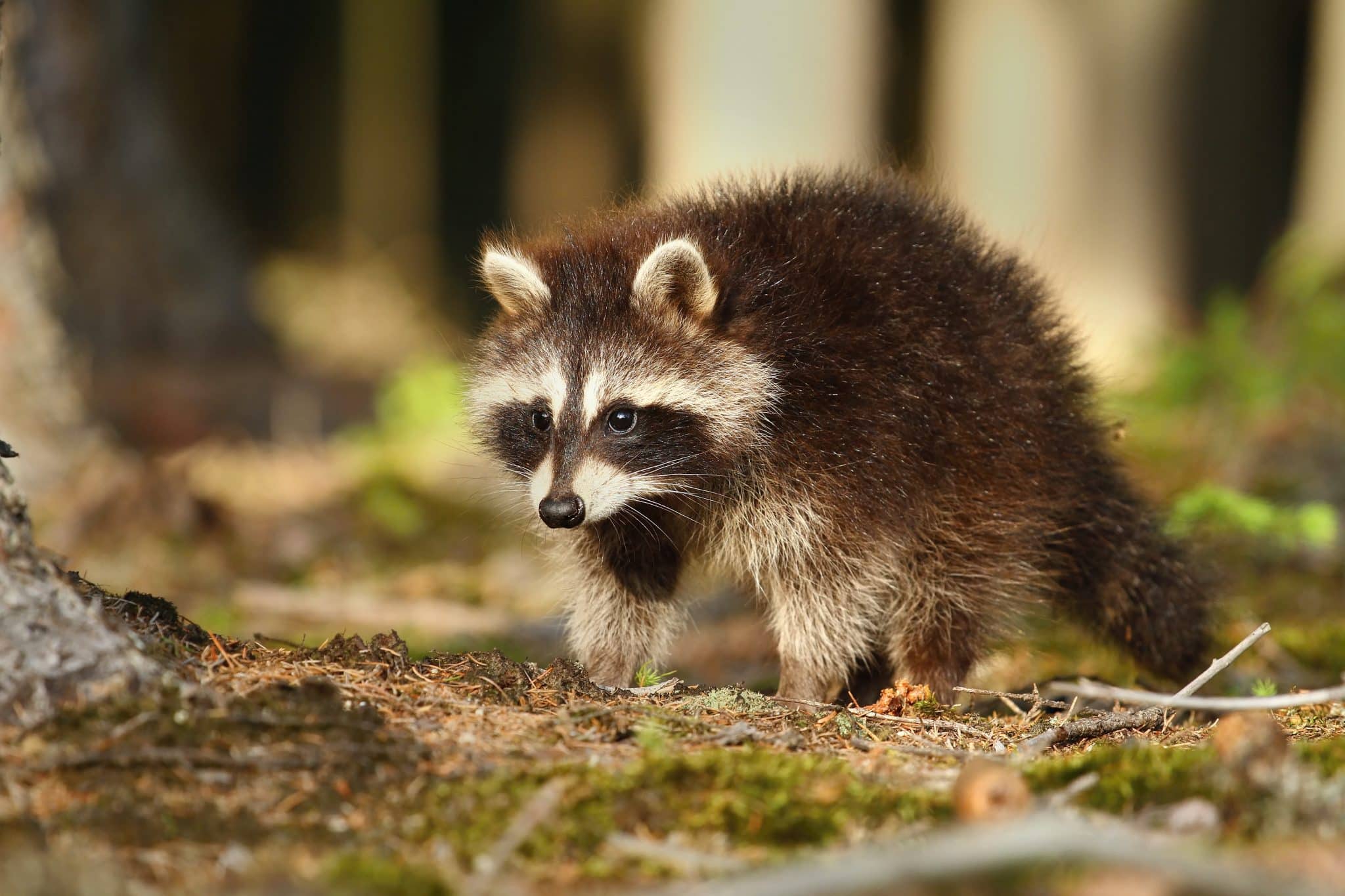 How To Get Rid of Raccoons Fast and Permanently