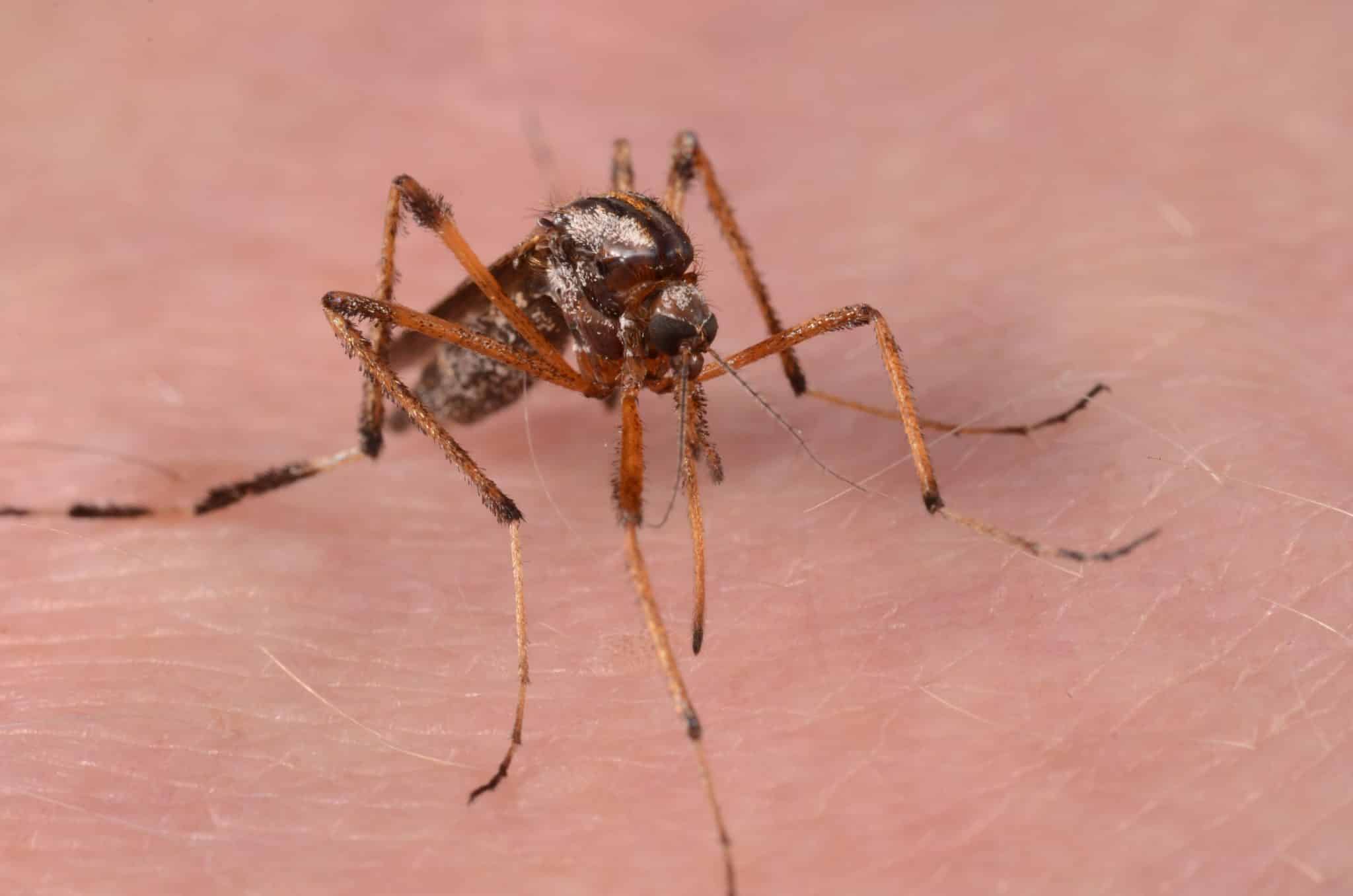 brown mosquito on skin