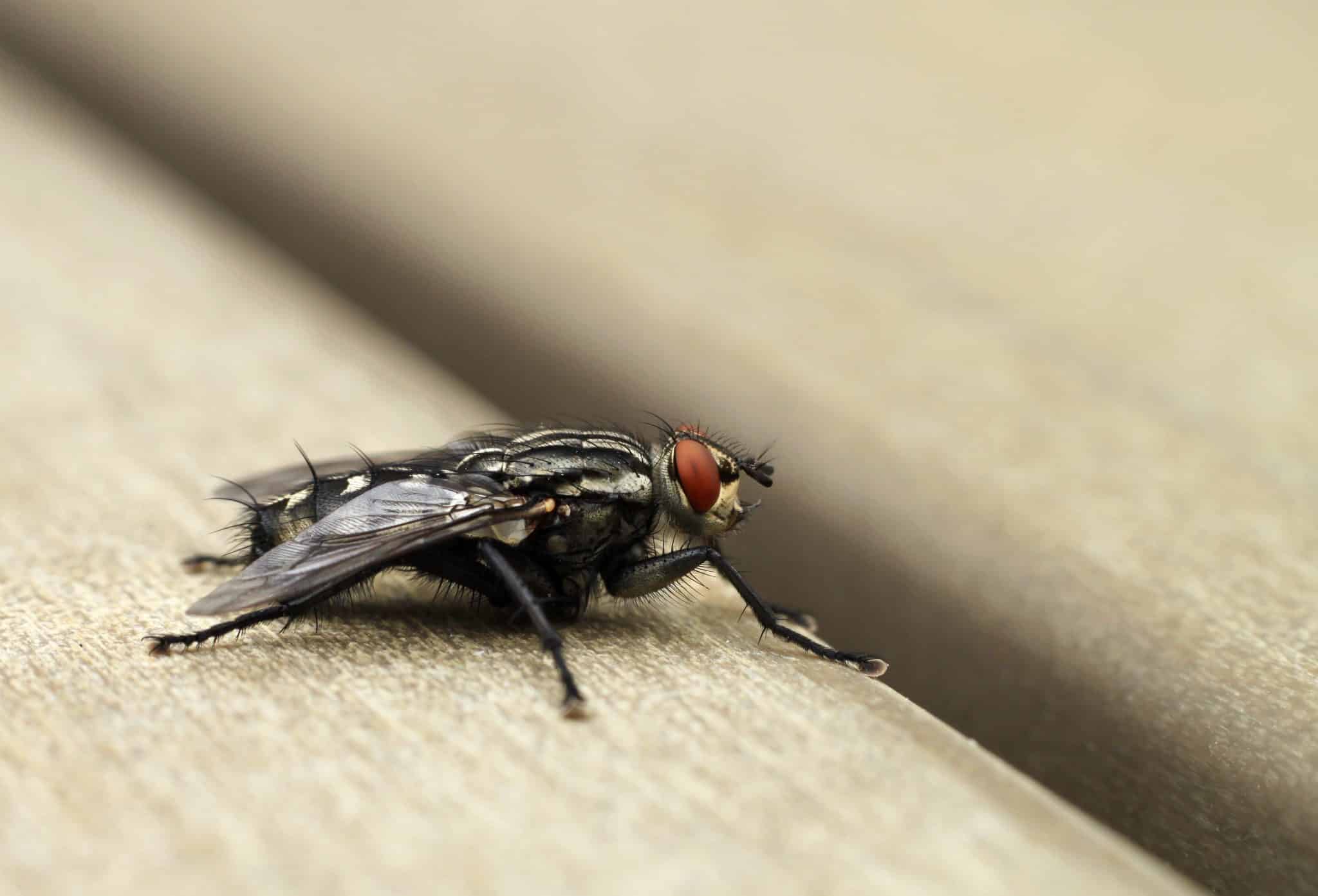 How To Get Rid of Fruit Flies - The Ultimate Guide for 2022