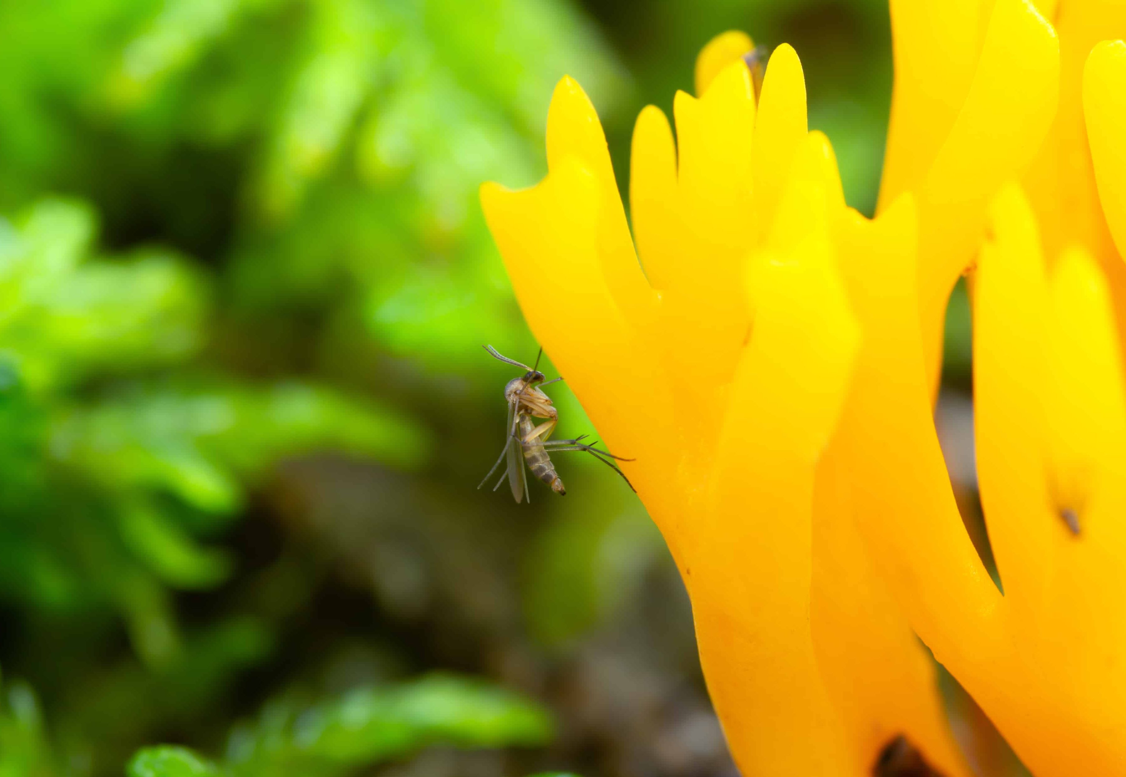 Fungus gnat on yellow stagshorn