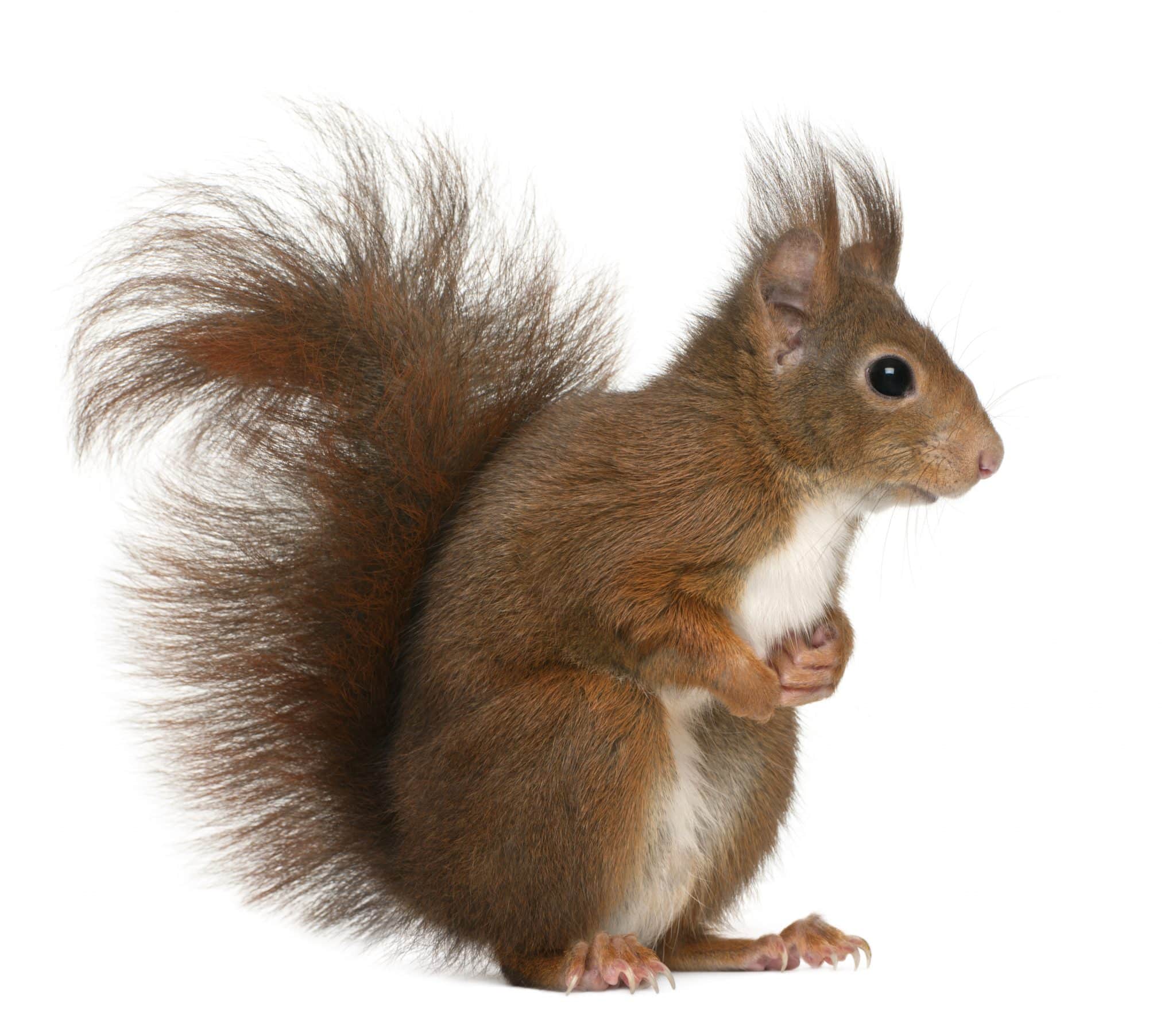 Eurasian red squirrel on white background