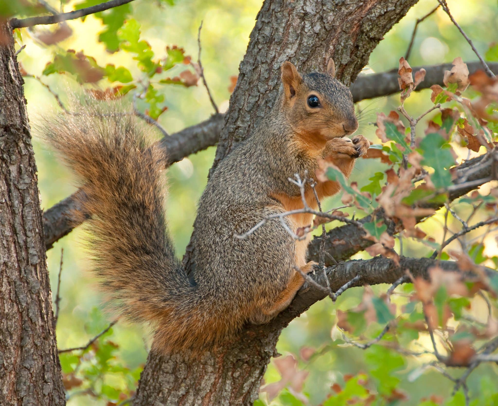 squirrel a eating nut on a tree